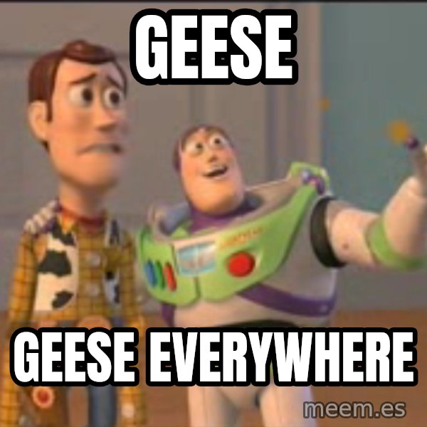 X, X Everywhere  meme: geese / geese everywhere