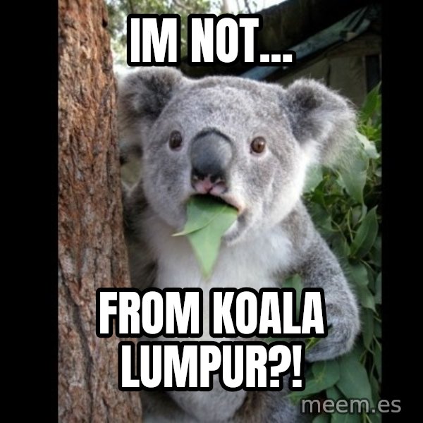 Koala can't believe it meme: im not... / from koala lumpur?!