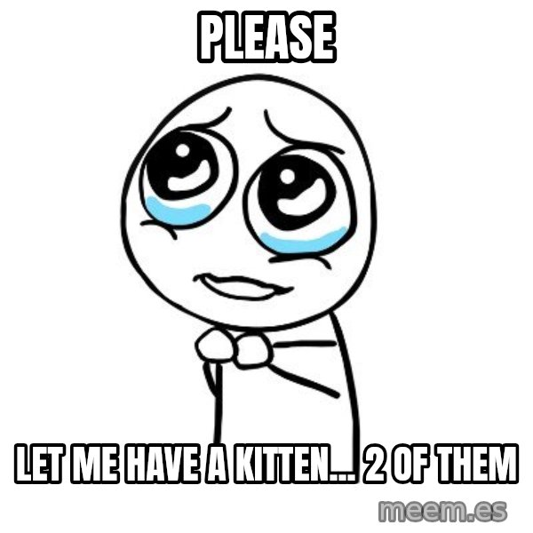 pleaseguy  meme: PLEASE / Let me have a kitten... 2 of them