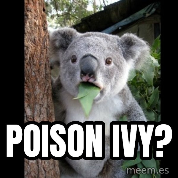 Koala can't believe it meme: poison ivy?