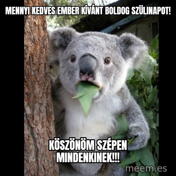 Koala can't believe it meme: mennyi kedves ember kívánt boldog szülinapot! / Köszönöm szépen mindenkinek!!!