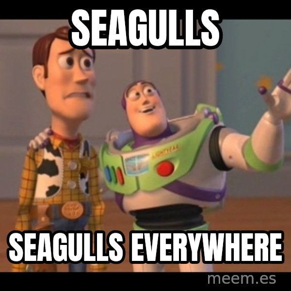 X, X Everywhere  meme: Seagulls / Seagulls everywhere