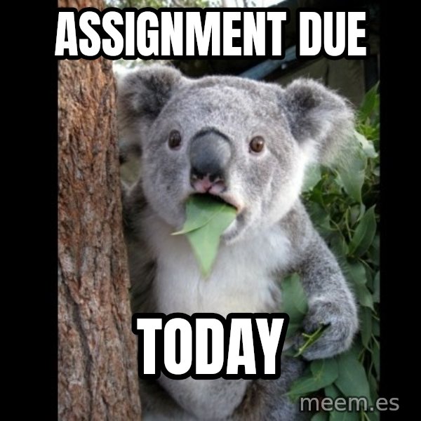 Koala can't believe it meme: assignment due / TODAY