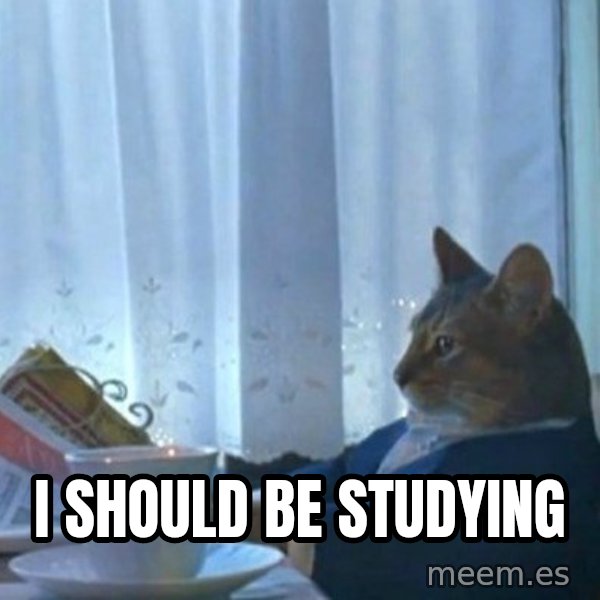 newspaper cat realization meme: I should be studying