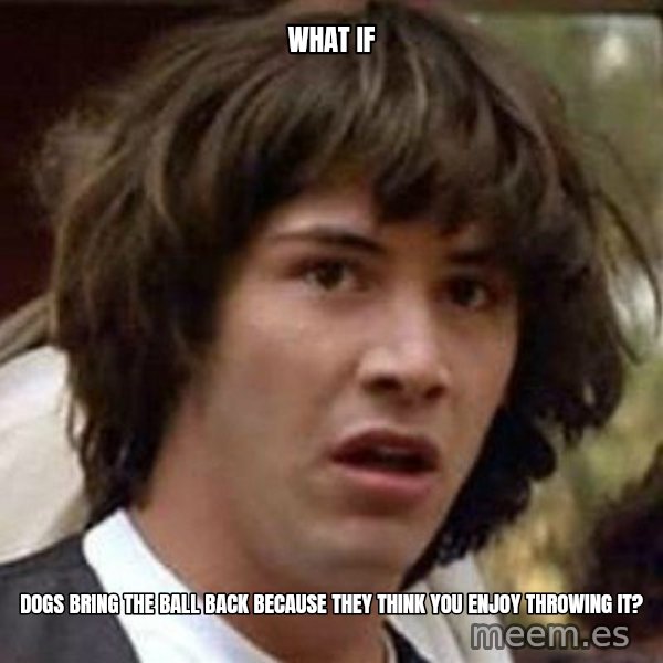 Conspiracy Keanu meme: what if / dogs bring the ball back because they think you enjoy throwing it?