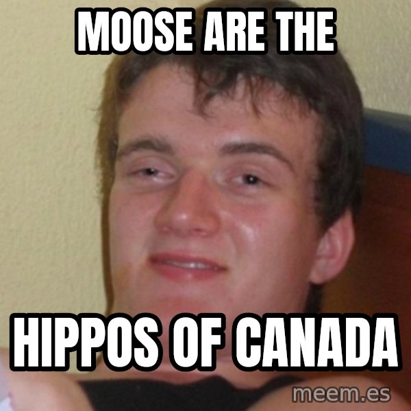 Stoner Stanley meme: Moose are the / Hippos of canada