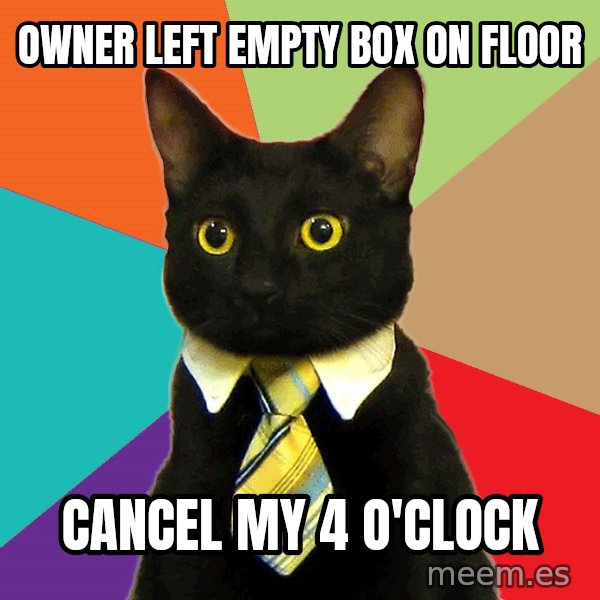 Business Cat meme: Owner left empty box on floor / Cancel my 4 o'clock