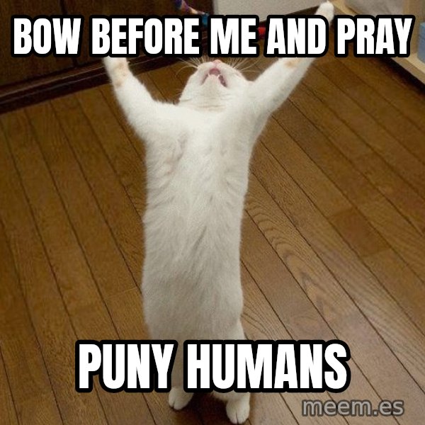 praise the lord cat meme: Bow before me and pray / Puny humans