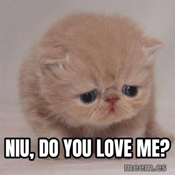Sadcat meme: Niu, do you love me?
