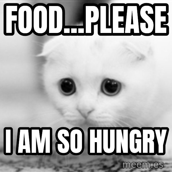 Sadcat meme: Food...Please / I am so hungry