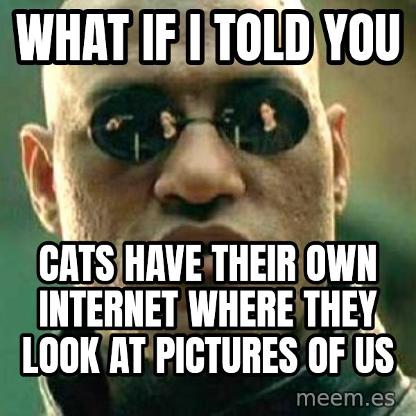 What If I Told You meme: What if i told you / Cats have their own internet where they look at pictures of us