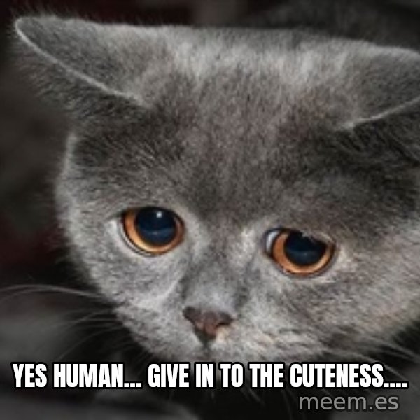 Sadcat meme: Yes human... Give in to the cuteness....