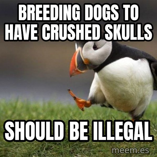 Unpopular Opinion Puffin meme: breeding dogs to have crushed skulls / should be illegal