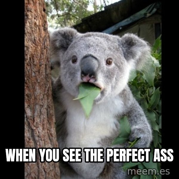 Koala can't believe it meme: WHEN YOU SEE THE PERFECT ASS