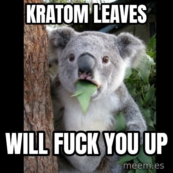 Koala can't believe it meme: kratom leaves / will fuck you up