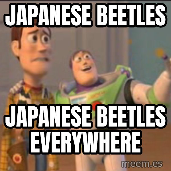 X, X Everywhere  meme: Japanese Beetles / Japanese Beetles Everywhere