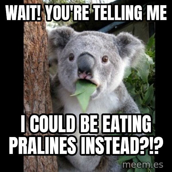 Koala can't believe it meme: Wait! You're telling me / I could be eating pralines instead?!?