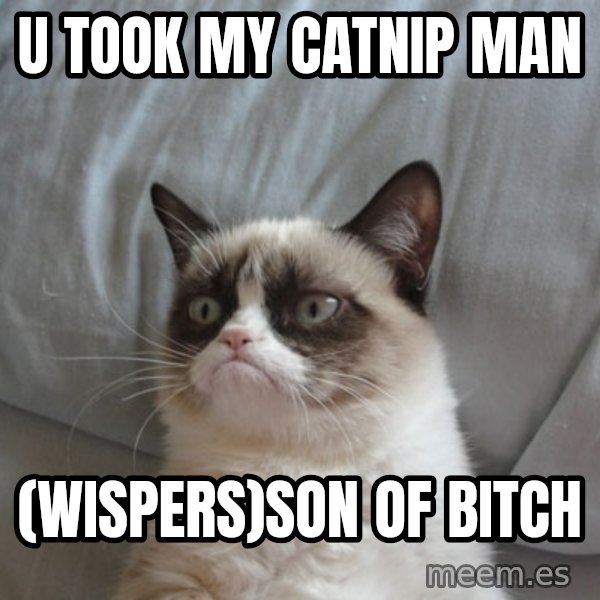 Grumpy Cat  meme: u took my catnip man / (wispers)son of bitch