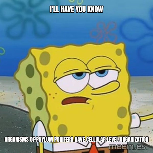 I'll have you know Spongebob meme: I'll have you know / organisms of phylum porifera have cellular level organization