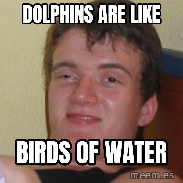 Stoner Stanley meme: dolphins are like / birds of water