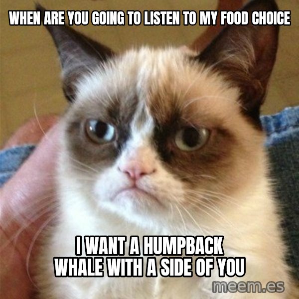 Grumpy Cat  meme: When are you going to listen to my food choice / I want a humpback whale with a side of YOU