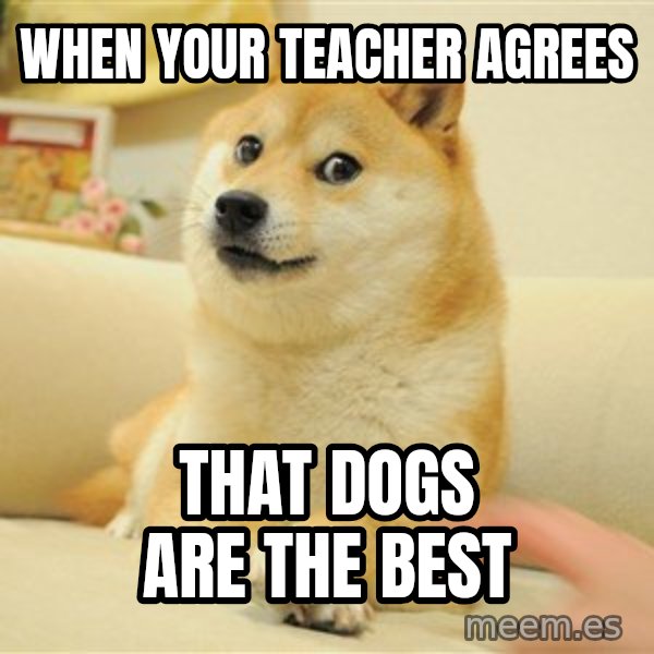 so doge meme: when your teacher agrees / that dogs are the best
