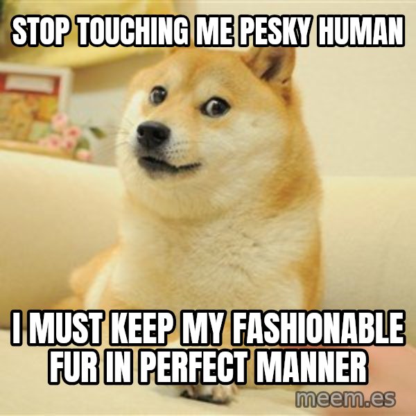 so doge meme: stop touching me pesky human / i must keep my fashionable fur in perfect manner