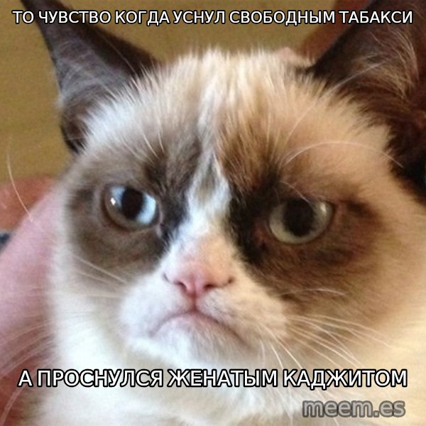 Angry Cat Meme meme: То чувство когда уснул свободным табакси / а проснулся женатым каджитом