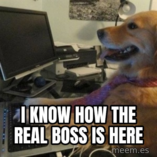I have no idea what I'm doing - Dog with Tie meme: I know how the real boss is here