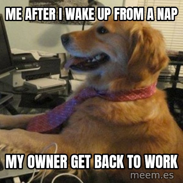 I have no idea what I'm doing - Dog with Tie meme: me after i wake up from a nap / my owner get back to work