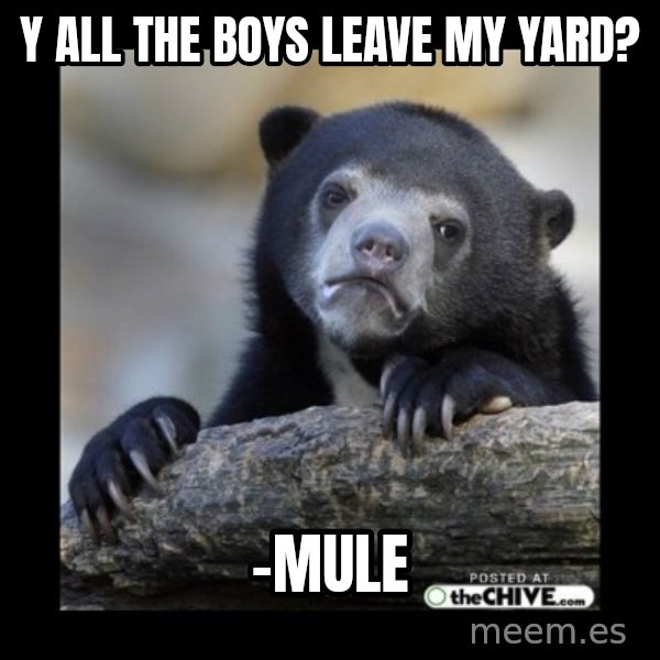 sad bear meme: Y all the boys leave my yard? / -mule