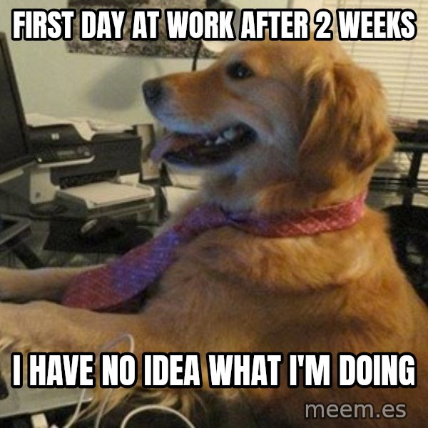 I have no idea what I'm doing - Dog with Tie meme: first day at work after 2 weeks / i have no idea what i'm doing