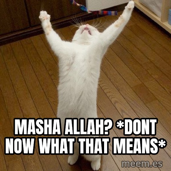 praise the lord cat meme: Masha allah? *dont now what that means*