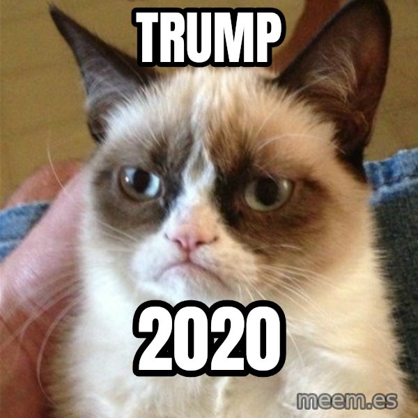 Grumpy Cat  meme: TRUMP / 2020