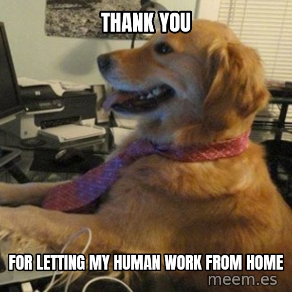 I have no idea what I'm doing - Dog with Tie meme: Thank you / For letting my human work from home