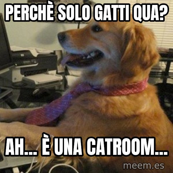 I have no idea what I'm doing - Dog with Tie meme: perchè solo gatti qua? / ah... è una catroom...