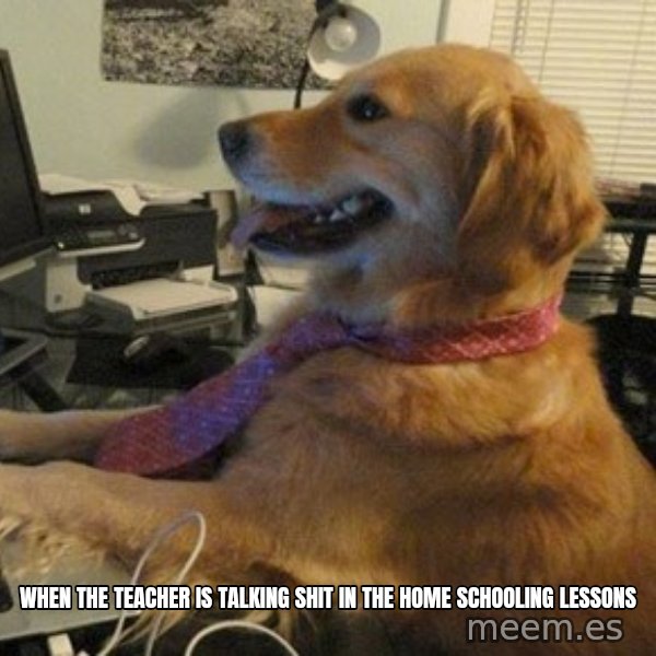 I have no idea what I'm doing - Dog with Tie meme: When the teacher is talking shit in the home schooling lessons