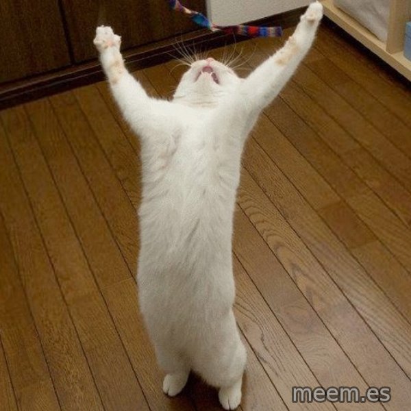 praise the lord cat meme: ‎ / ‎