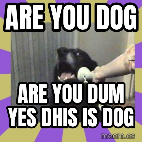 Yes, this is dog! meme: are you dog / are you dum yes dhis is dog
