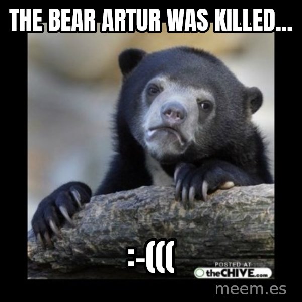 sad bear meme: The bear Artur was killed... / :-(((