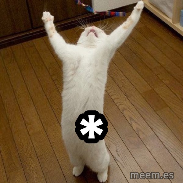 praise the lord cat meme: *
