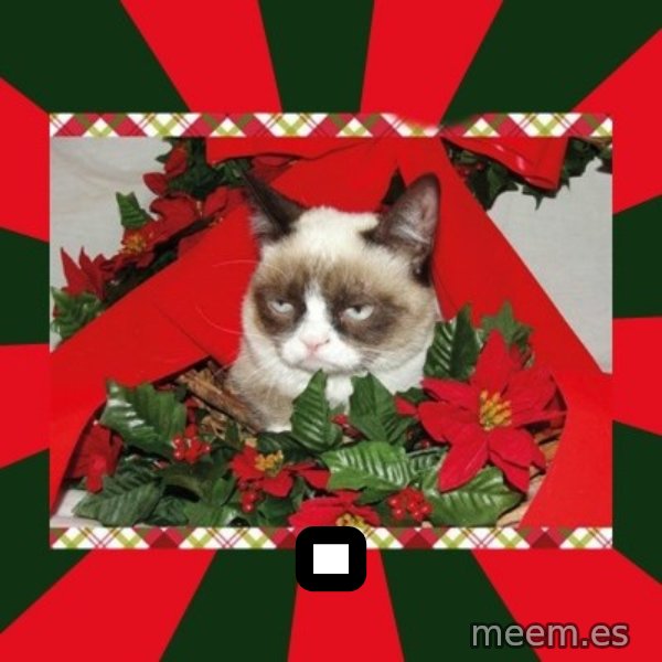 GRUMPY CAT ON CHRISTMAS meme: .