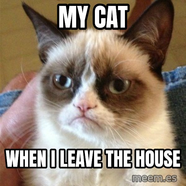 Grumpy Cat  meme: My cat / when i leave the house