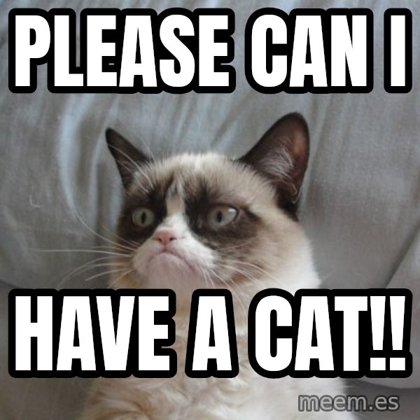 Grumpy cat good meme: Please can i / Have a cat!!