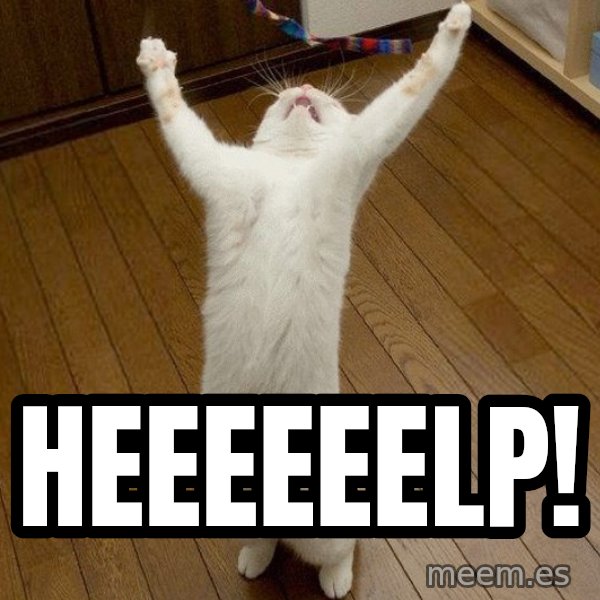praise the lord cat meme: Heeeeeelp!