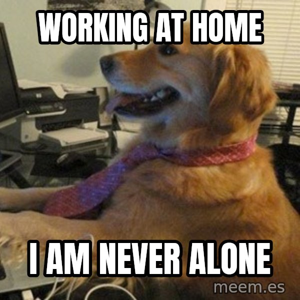 I have no idea what I'm doing - Dog with Tie meme: Working at home / I am never alone