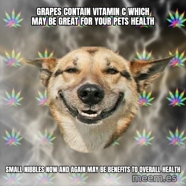 Stoner Dog meme: Grapes contain Vitamin C which may be great for your pets health / Small nibbles now and again may be benefits to overall health