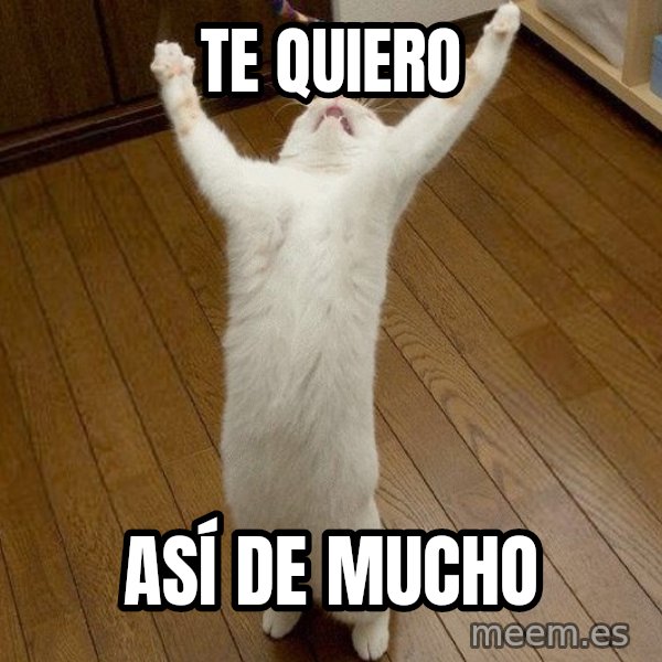 praise the lord cat meme: te quiero / así de mucho
