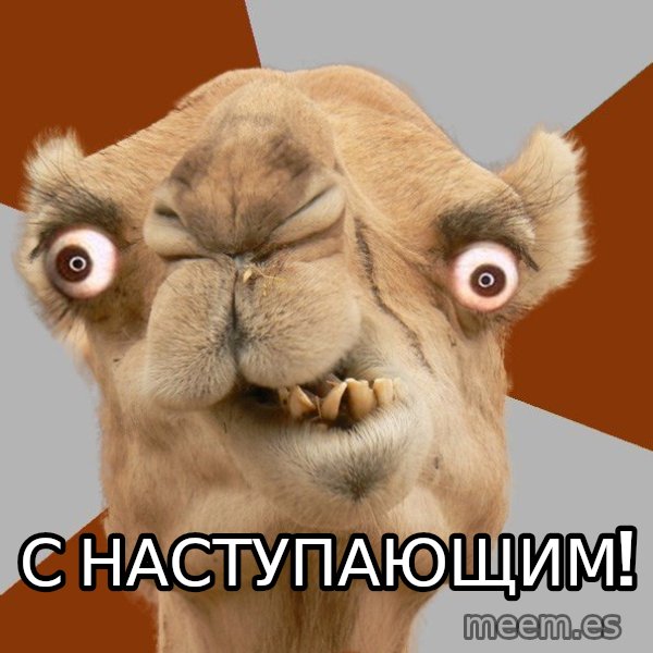 Crazy Camel lol meme: С Наступающим!