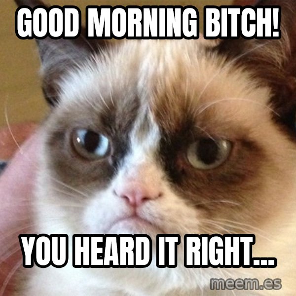 Angry Cat Meme meme: good morning bitch! / You heard it right...